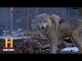 Lockwood Animal Rescue Center Insights