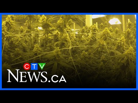 YouTube video thumbnail: Cannabis Prices Getting Higher
