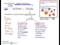 Economic Concepts and Firm Structures