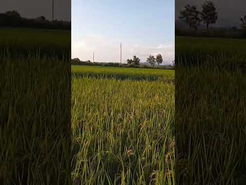 #lifeisbutadream 🙏🙏🪔🪔🪔🪔🪔💐💐💐💐💐