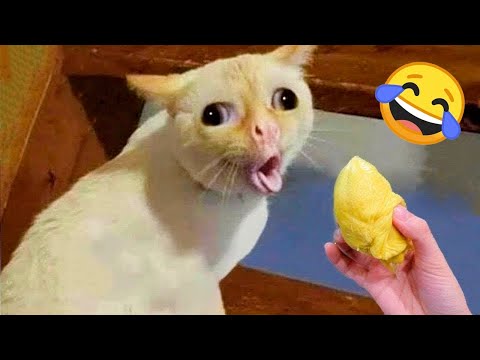 Funniest Animal Videos Ever #1 🐶🐱🐭
