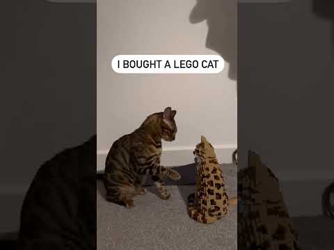 a cat trying to talk a toy cat #cuteanimal #shortsfeed #cat  #shorts