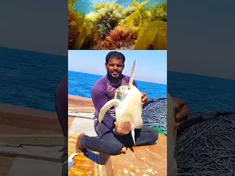 அட பாவெமே அதே என்னடா பண்றீங்க 😔😱😔😱#fishing #qatar #food #viralvideo #tamil #fish #viralshort