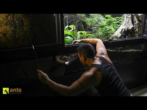 Digging Up a Mystery Egg That I Buried in My Giant Rainforest Vivarium