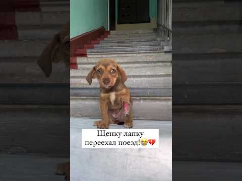 Щенку лапку переехал поезд😭💔