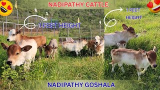 Nadipathy cattle #shorts #krishna #flute #cow #miniature #yt #viral #reel  #animals #you