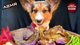 ASMR Mukbang Corgi Dog Eating Food 🐕