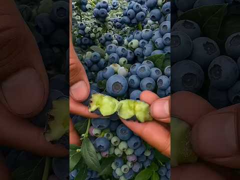 how to agriculture #fruit #garden #farming #gardening #growyourownfood #satisfying