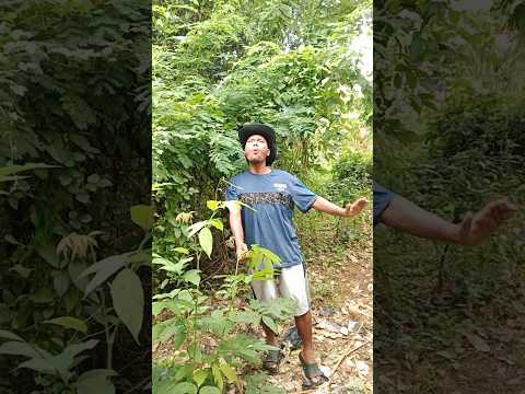 mau ketawa takut dosa masteran burung kicau burung hiburan warga+62 lucu funny comedy