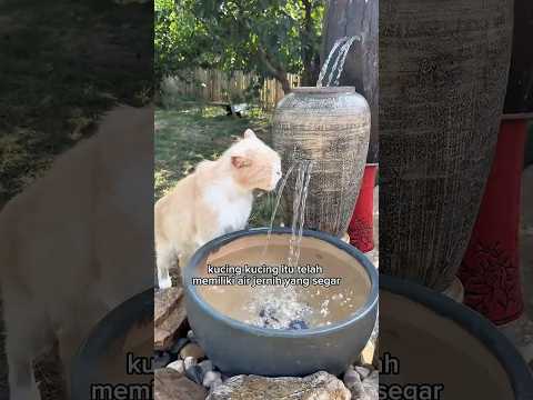Membersihkan air kotor untuk para kucing ❤️