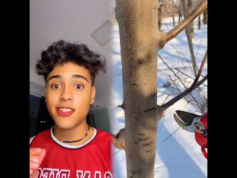 #funny#dialogue#narrative#pov#fyp#family#picking#curlyhair #braidstyles #braids #dancemoms #shorts