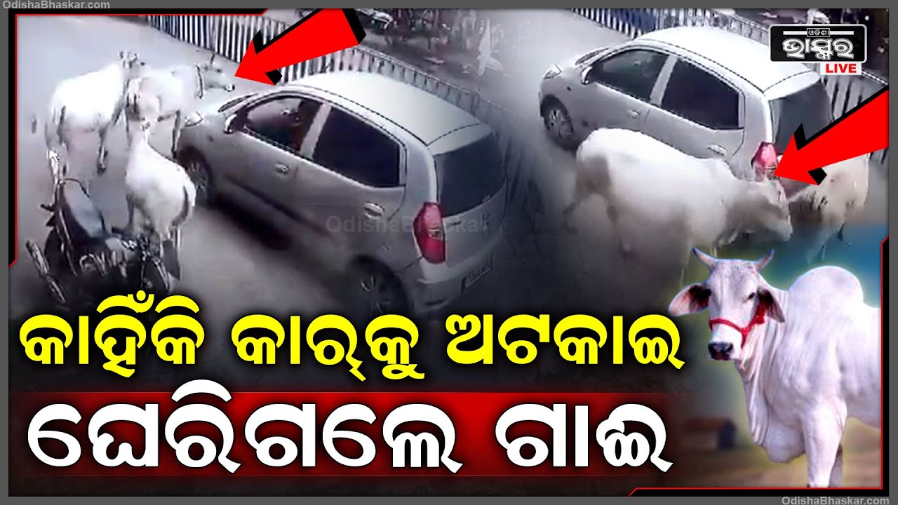 ରାସ୍ତା ଉପରେ କାର୍‌କୁ ଅଟକାଇ ଘେରିଗଲେ ଗୋମାତା.. ଖୋଜୁ ଖୋଜୁ ଜଣାପଡିଲା ସତ