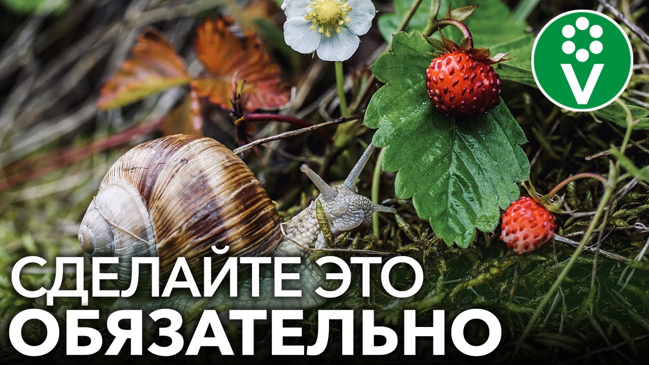 Основные работы в саду в июне. Защита от болезней и вредителей, подкормки