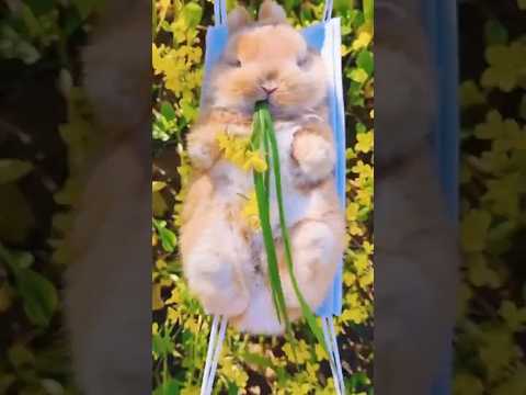 雨の後、女性が庭で拾ってのは...#動物 #動物のいる暮らし #animals  #自然 #pets  #うさぎ