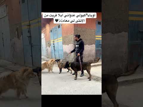 هادي غريزة فيهم حيت كيغيرو بزاف✅ #dog #malinois #كلاب #malinoispower #malinoislovers #doglover