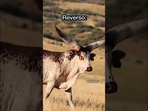 Reverso da vaca🤣🤣 #shorts #comedia #humor #viral #engraçado #fazenda