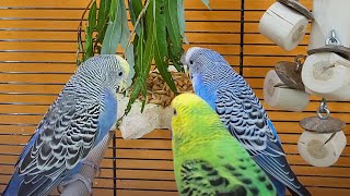 relaxing budgie sounds