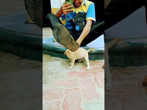 प्यारा कुत्ता मस्ती 🦴💥 #music #punjabisong #folk #funny #dog #funnyanimal #funnydog