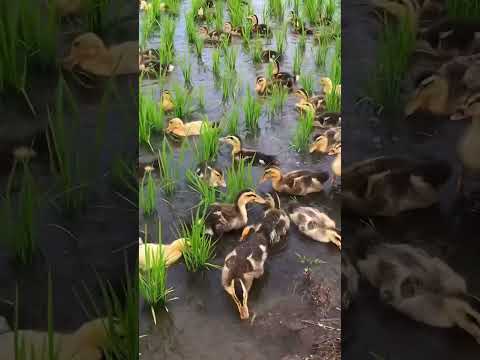 farm de patos na China