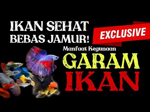 AQUARIUM BEBAS JAMUR DAN BAKTERI ‼️ IKAN JADI SEHAT