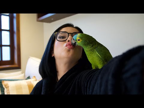 FATOS SOBRE TER UM PAPAGAIO 🦜