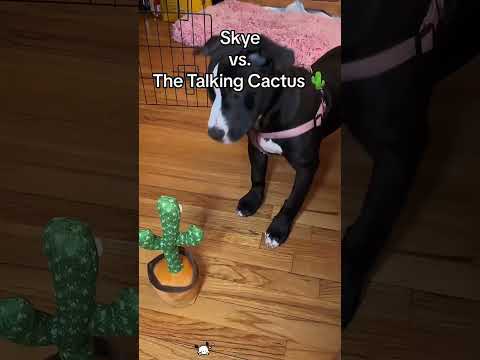 Funny and cute dogs compilation#cute#doglover#doglife#cure#dogshorts#pet#doglife#dogshorts