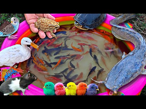 Mancing ikan hias warna warni, ikan lele besar, ikan koi, ikan cupang, ikan mas, bebek, ayam.part830