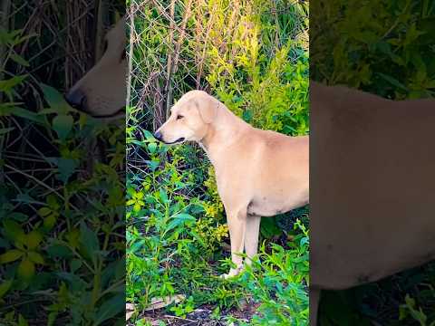 #puppy #doglover #cute #animals #funny #doglove #dog #barking #love #shortvideo #top #pets #cat