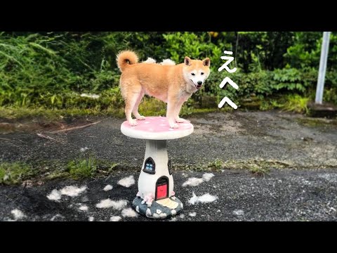 換毛期が終わらない　Momo’s shedding won’t stop
