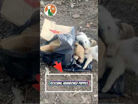 Everything will be alright, poor little dogs.🙏🏻❤️‍🩹 #puppy #rescuedog  #rescue #pets #lovedogs