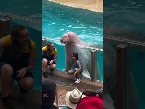 Here’s the old Madam Walrus. Slurping her snacks. #lol #slowpoke #beautiful #dolphine #seaworld