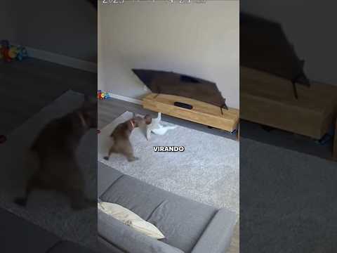 Pitbull vai pra cima de garoto por um bom motivo. #viral #fy