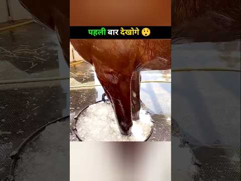 Why horse 🐴 Ice leg 🦵 treatment 😱 _ #jeevansakshi