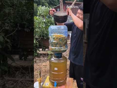 Diy ถังหมักปุ๋ยน้ำจากเศษอาหารในครัว #Diy #ZeroWaste #Garden #Bellinfarm #gardening