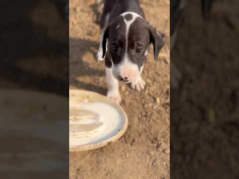 The sound of my puppy drinking milk.