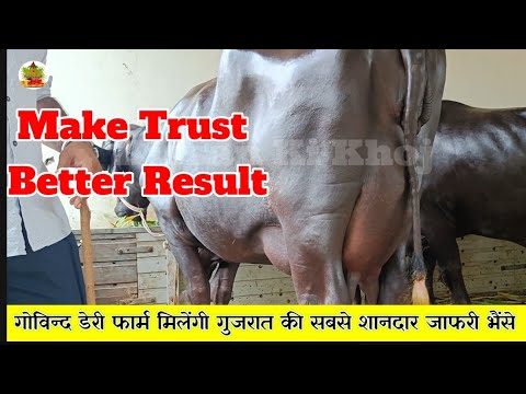 देखिये:- उच्चतम दूधारू शानदार #भावनागरी #जाफराबादी भैंस ❤️ #Trust के साथ मिलेंगी ( 15 से 22 लीटर )