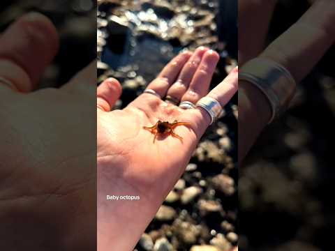 Small to big animal transformation