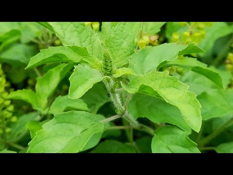 राधे-राधे रत्तो चले आएँगे बिहारी