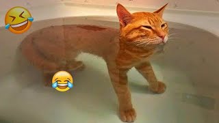 Nuevos Videos Graciosos De Gatos Y Perros 😹🐶 No Pararás De Reír