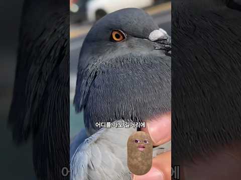 비둘기 새끼가 안 보이는 이유