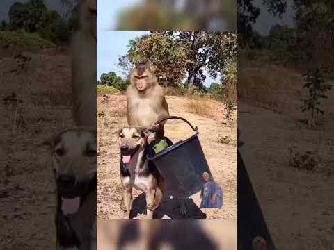 por essa por essa o cachorro não esperava 🤣🤣🤣🤣🤣🤣🤣
