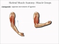 Exploring Skeletal Muscle Anatomy