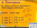 Blood Types and Inheritance Concepts