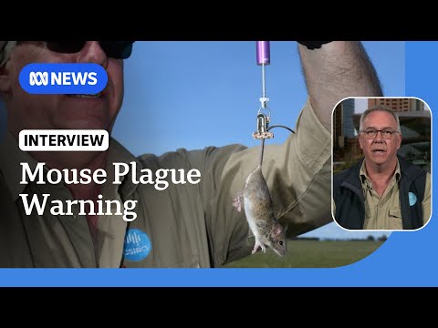YouTube video thumbnail: Mouse Population Set to Surge in Some of Australia’s Key Crop Regions