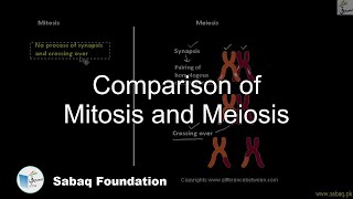 Comparison of Mitosis and Meiosis