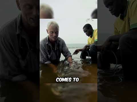 Why This Man Sits In A Pool Full Of Piranhas