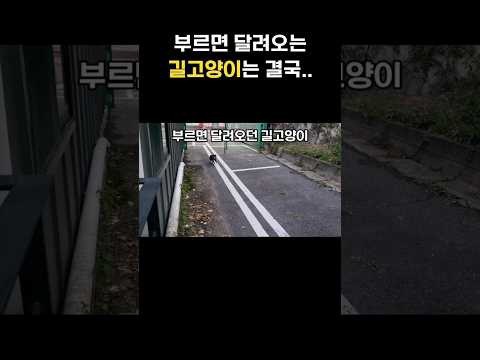 이 고양이는 결국..#한국인이좋아하는결말