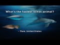 Ocean Animals and Their Speeds