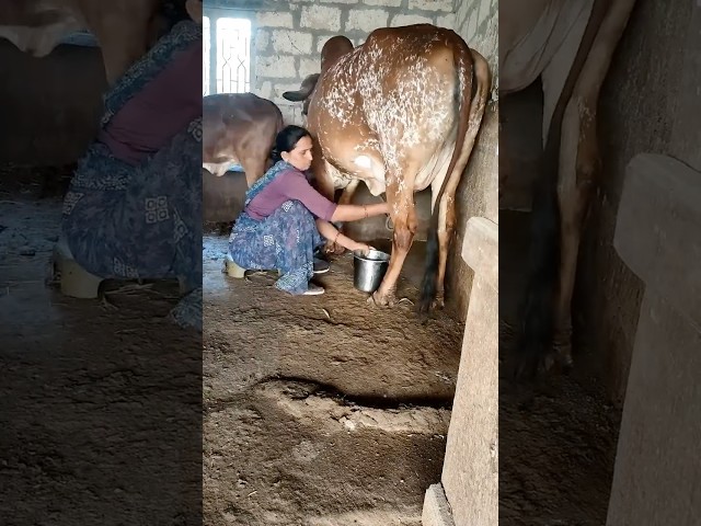 Buy Ghee with Video Proof - Order #130 Ghee Making Video