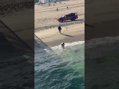 A man releases a shark back into the water off Hermosa Beach